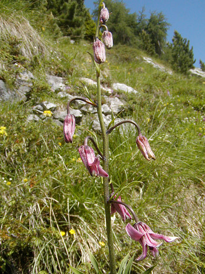  Image name: giglio martagone3.jpg 
 width: 422 pixel 
 height: 564 pixel 
 Size: 104660 bytes 
 Click to enlarge 